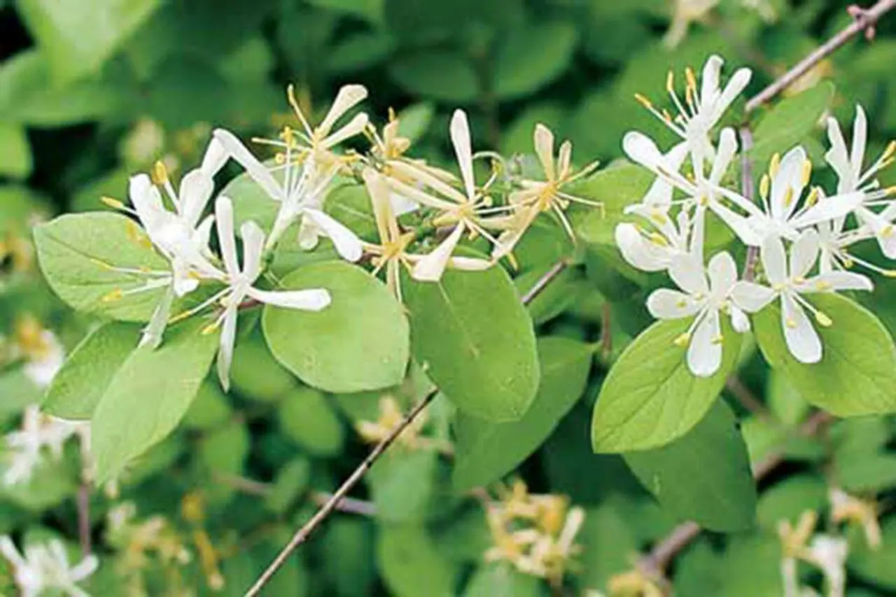 Invasive shrub honeysuckles can form dense growth along woodland edges, shading native plants and disrupting the understory.