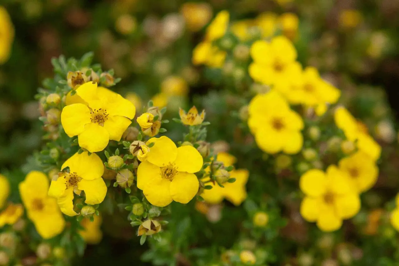 Bush cinquefoil covered in small yellow flowers, adding long-lasting summer color and fine texture to a drought-tolerant planting.