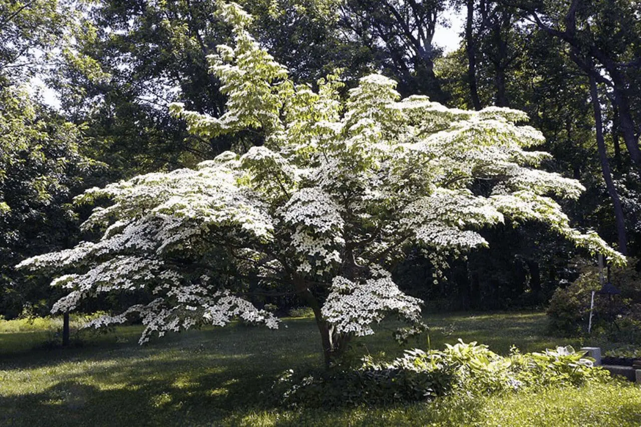 Kousa dogwood spreads its layered branches beneath a canopy of white flowers, giving the tree a graceful, sculptural presence in the landscape.