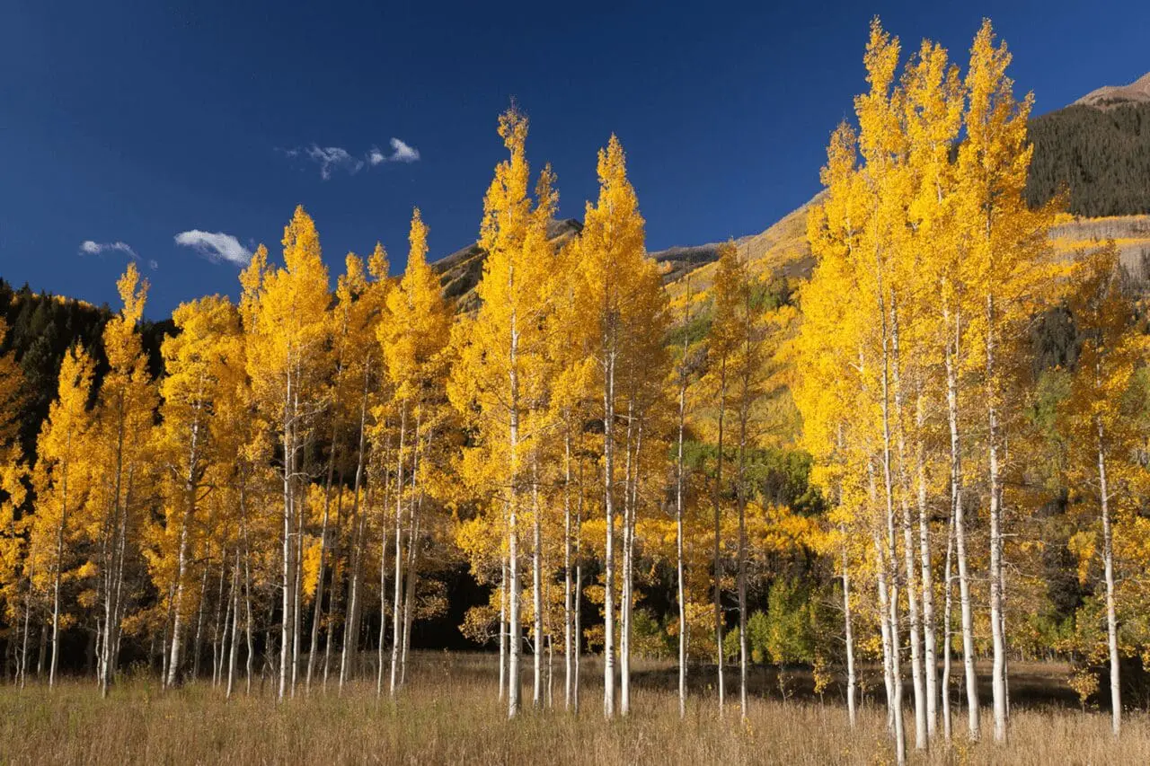 A stand of quaking aspen brings a light, vertical rhythm to the landscape, with pale trunks and fluttering green foliage catching the summer light.