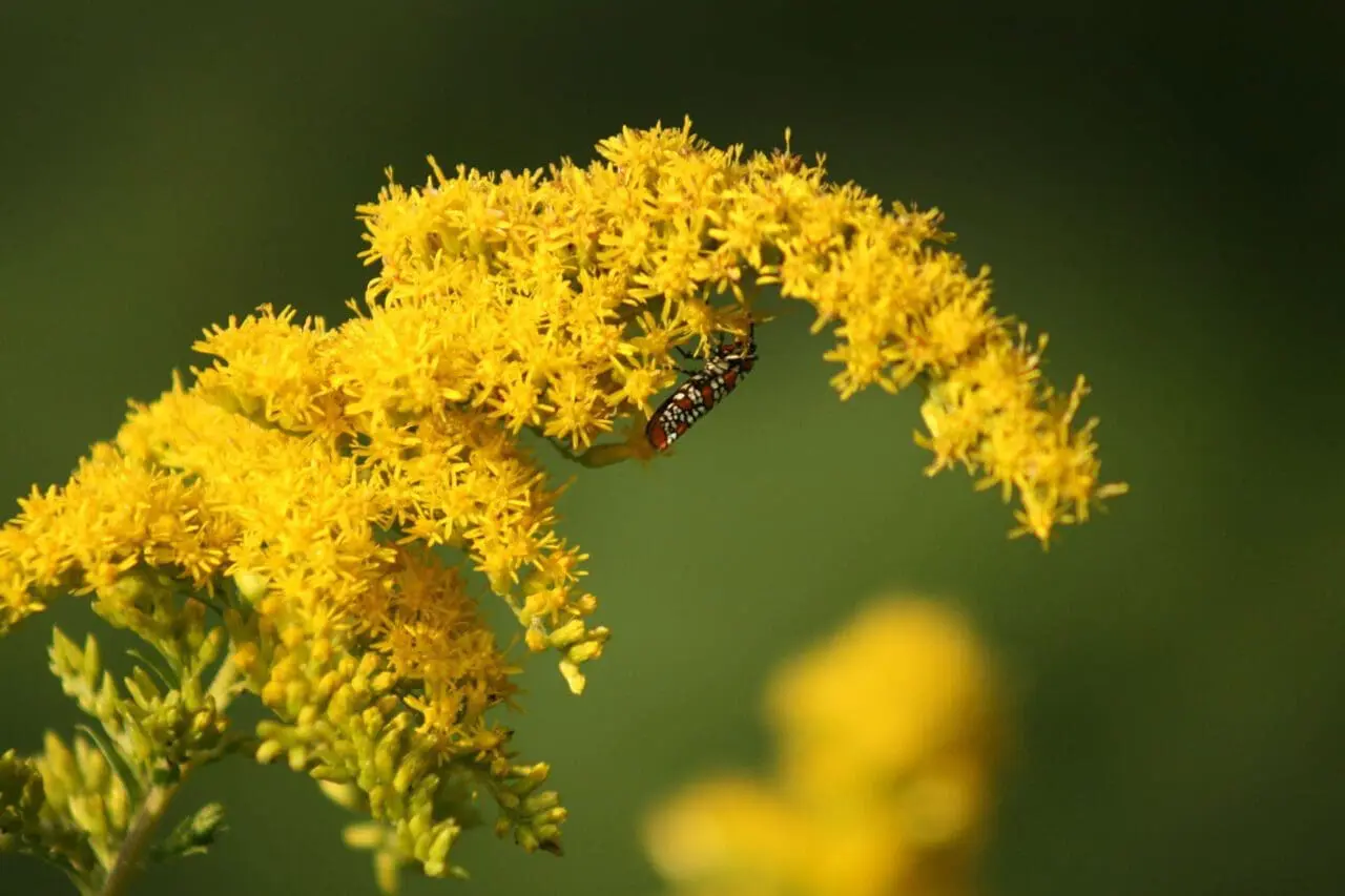 Goldenrod blooms arch through the garden as a small pollinating insect feeds among the bright yellow flowers, highlighting the ecological value of native plants.
