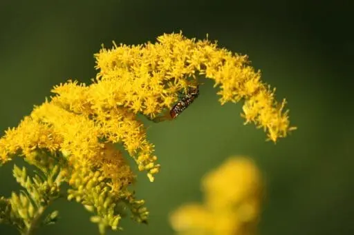 Goldenrod blooms arch through the garden as a small pollinating insect feeds among the bright yellow flowers, highlighting the ecological value of native plants.
