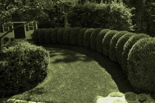 Wellesley, MA - A sweeping row of mature, tightly clipped boxwoods creates a strong curved border around a lawn in a Wellesley landscape.