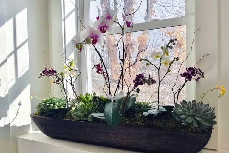 Window planter featuring orchids and succulents, evaluated for light intensity and supported through ongoing fertilization and grooming.