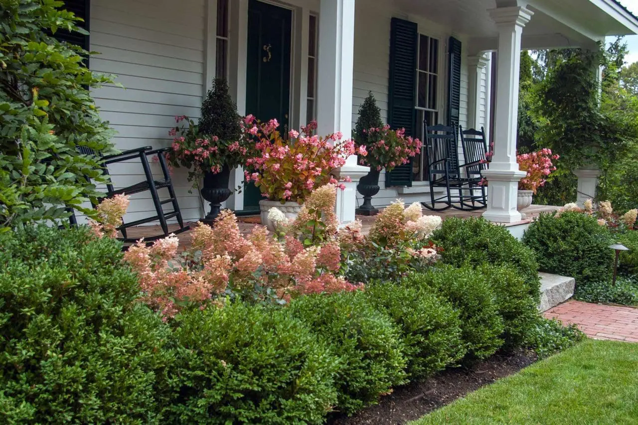 Belmont, MA - Hydrangeas in late summer tinge towards pink and add color behind lush boxwoods.