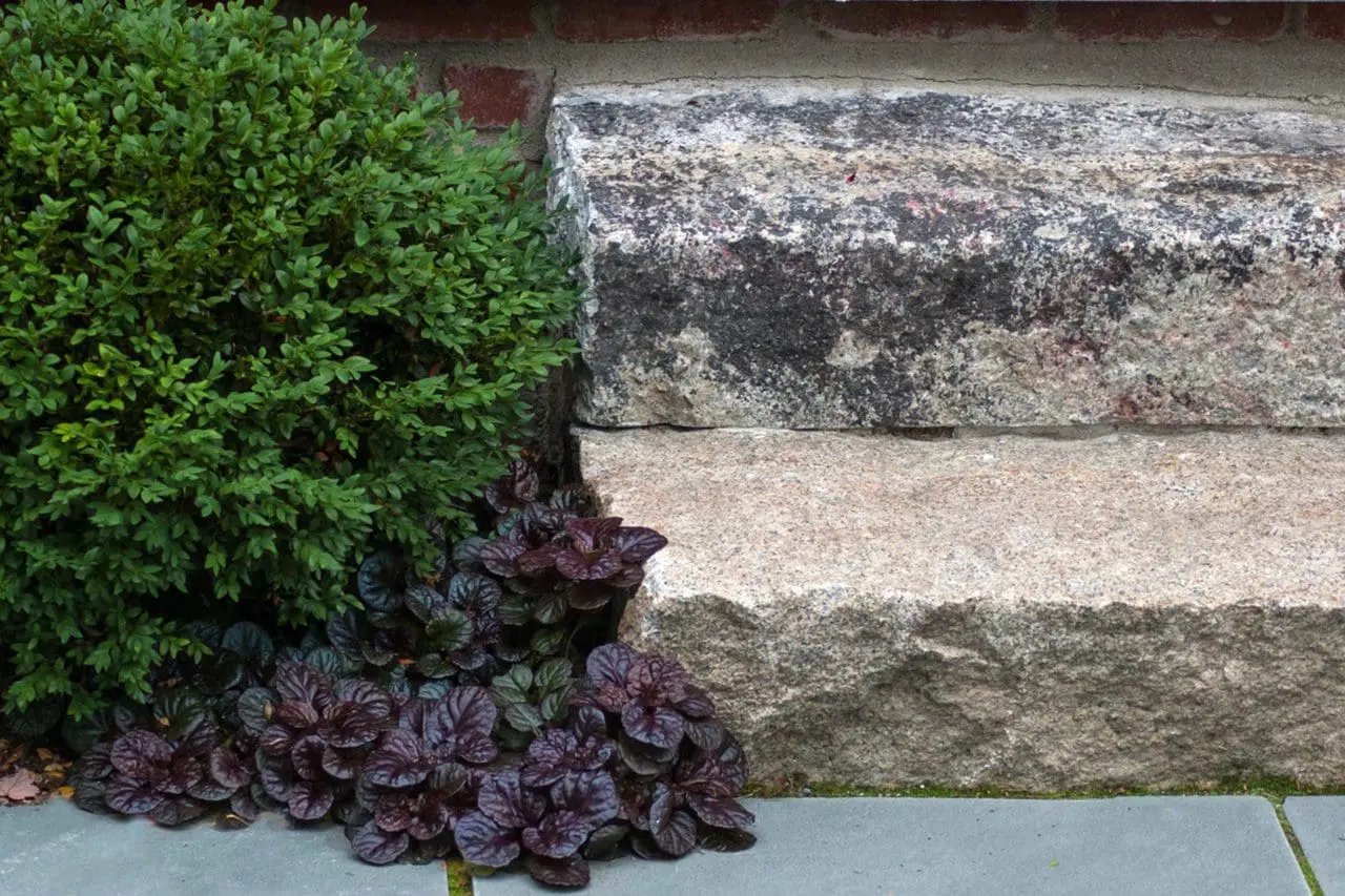 Belmont, MA - Boxwood and ajuga ground cover both soften and provide a pop of color next to antique granite.