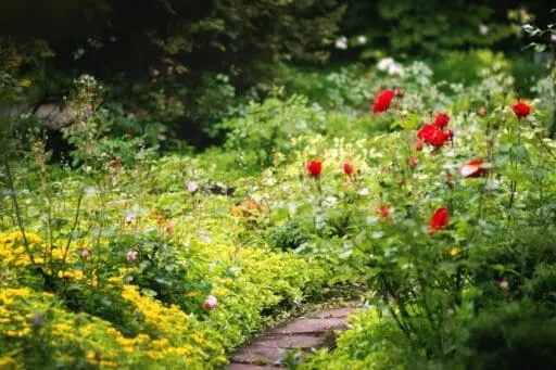 A narrow garden path winds through a lush historic-style planting of roses, perennials, and groundcovers, creating a layered, informal sense of discovery.