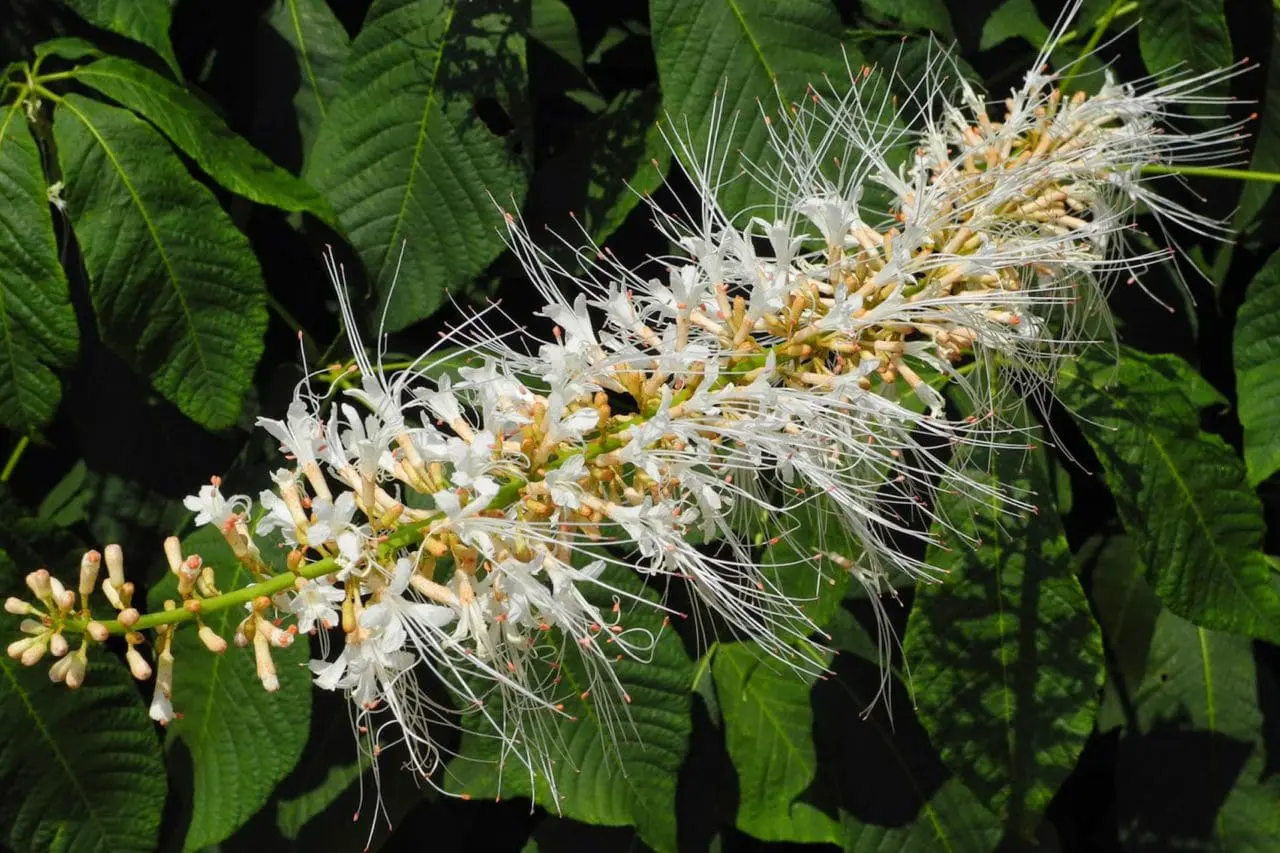 Bottlebrush buckeye (Aesculus parviflora) carries long white flower spikes tipped with fine stamens, standing out dramatically against deep green foliage.