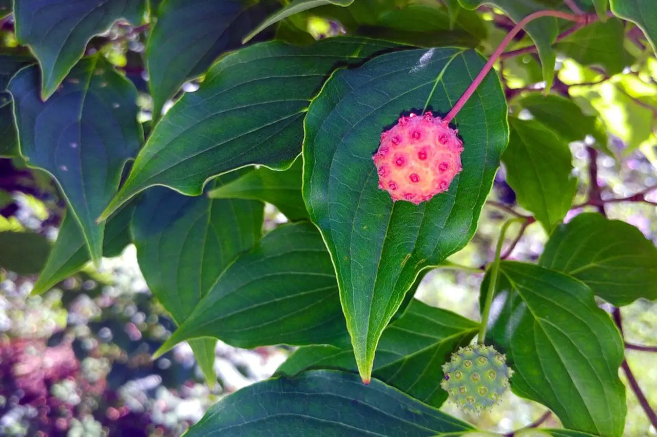 Kousa dogwood (Cornus kousa) develops distinctive pink-red, berry-like fruits that stand out against its deep green leaves.