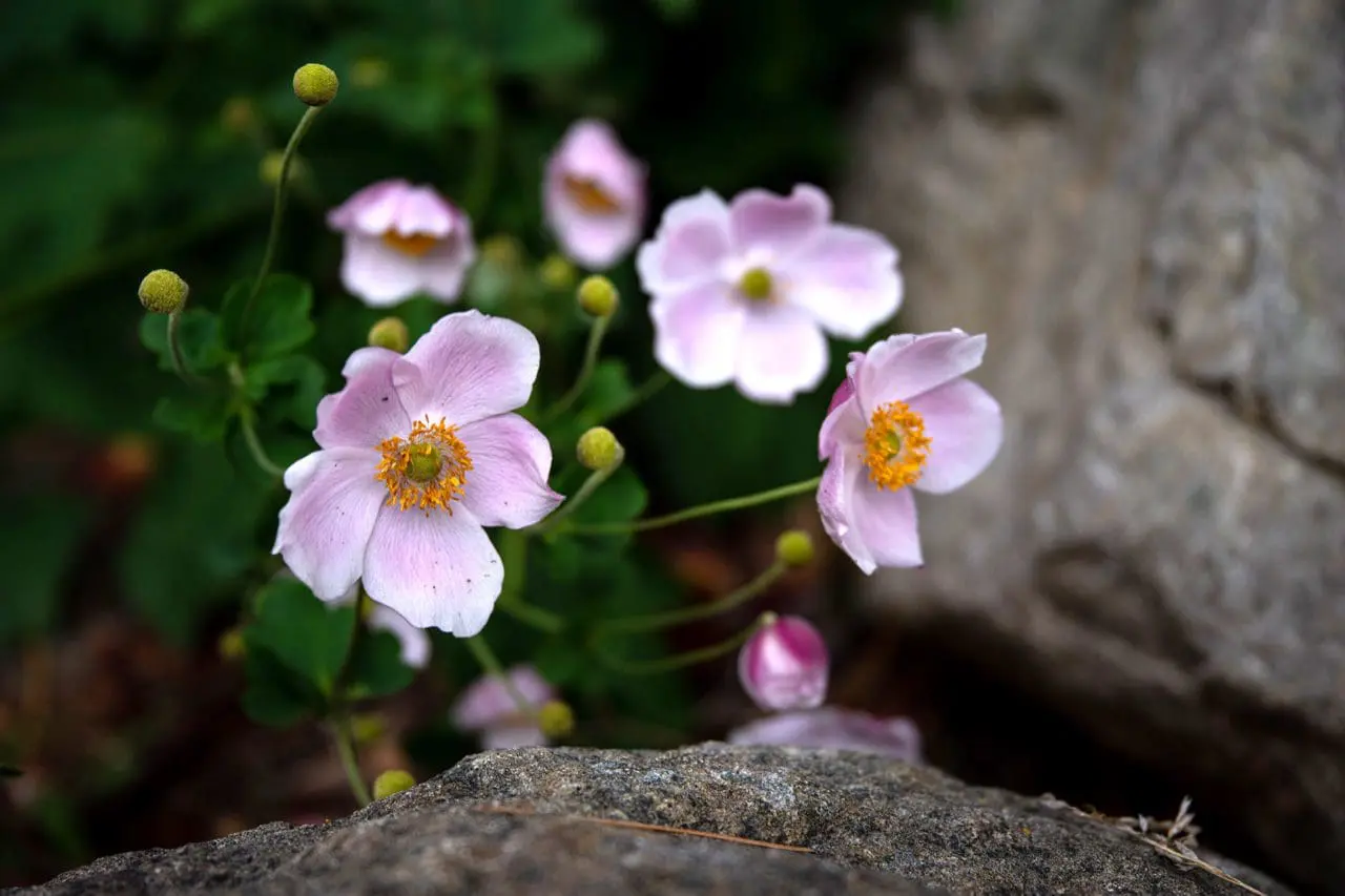 Soft pink anemone blooms rise beside weathered stone, bringing fresh color and delicate contrast to the fall garden.