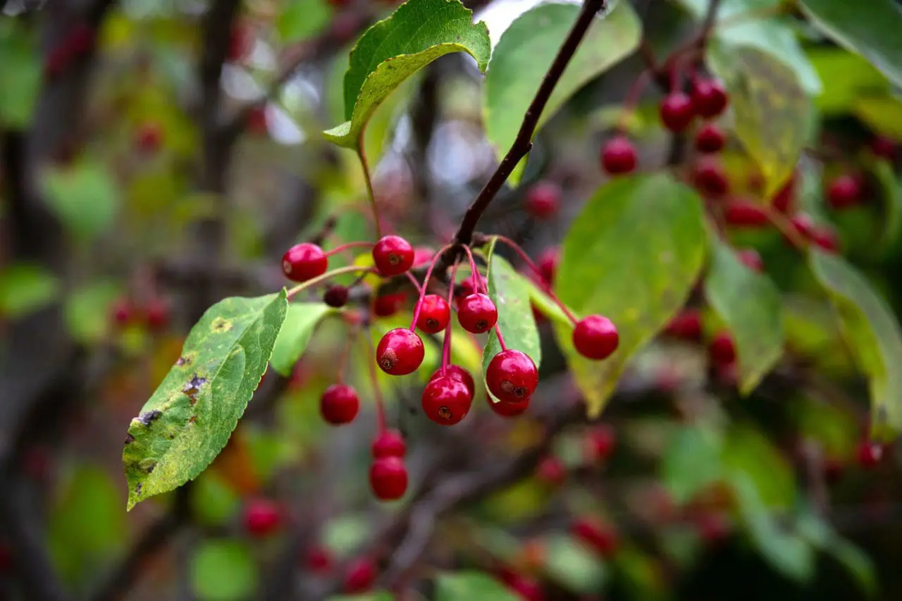 Crabapple branches glow with clusters of colorful fruit, adding bright red-orange accents and lasting interest to the fall garden.