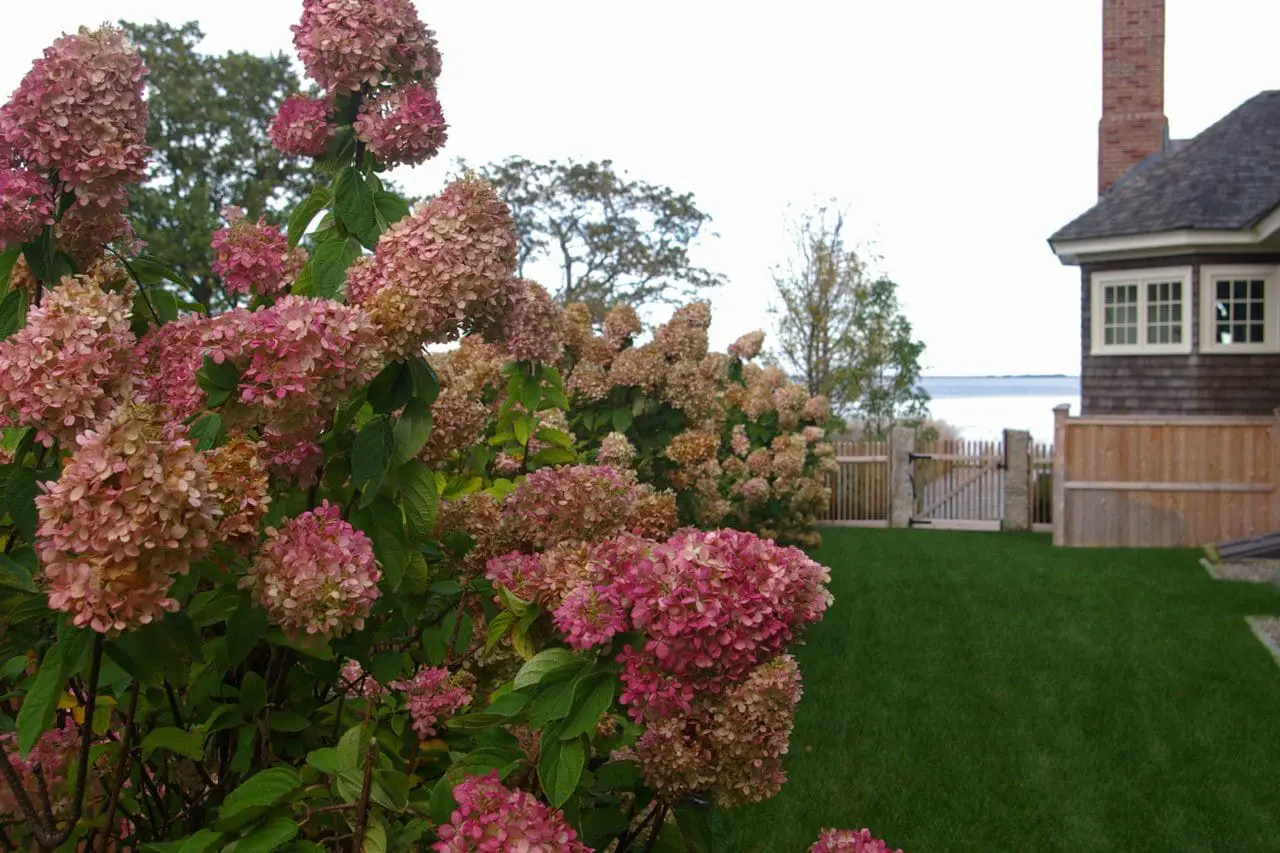 Blush-pink hydrangeas fade into antique rose and tan, carrying rich fall color through this coastal garden overlooking the water.