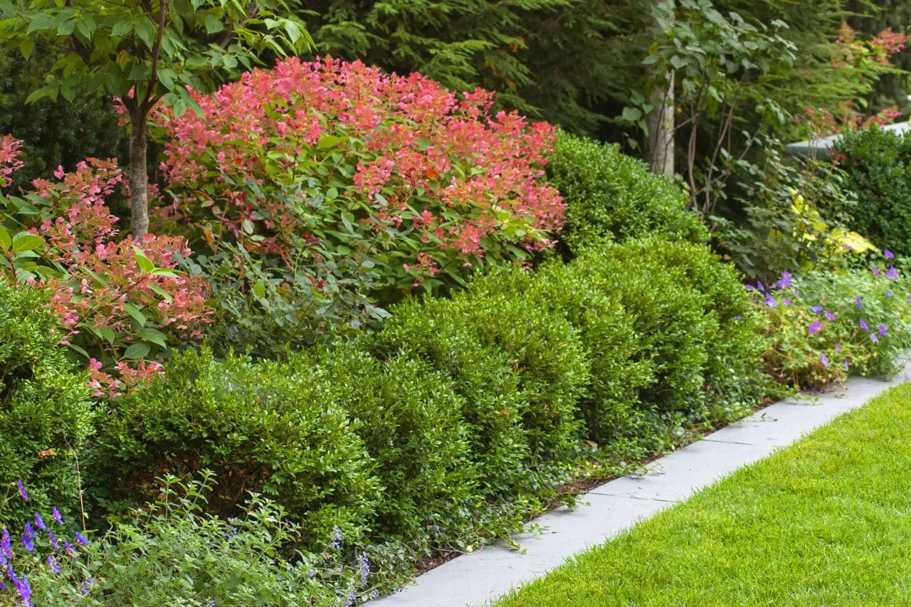 Pink hydrangea blooms deepen into warm coral tones, bringing rich late-season color against clipped evergreens and fresh green foliage.