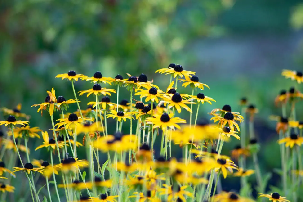 Golden rudbeckia flowers glow against the fading garden, adding a strong sweep of yellow and dark-centered contrast to the fall landscape.