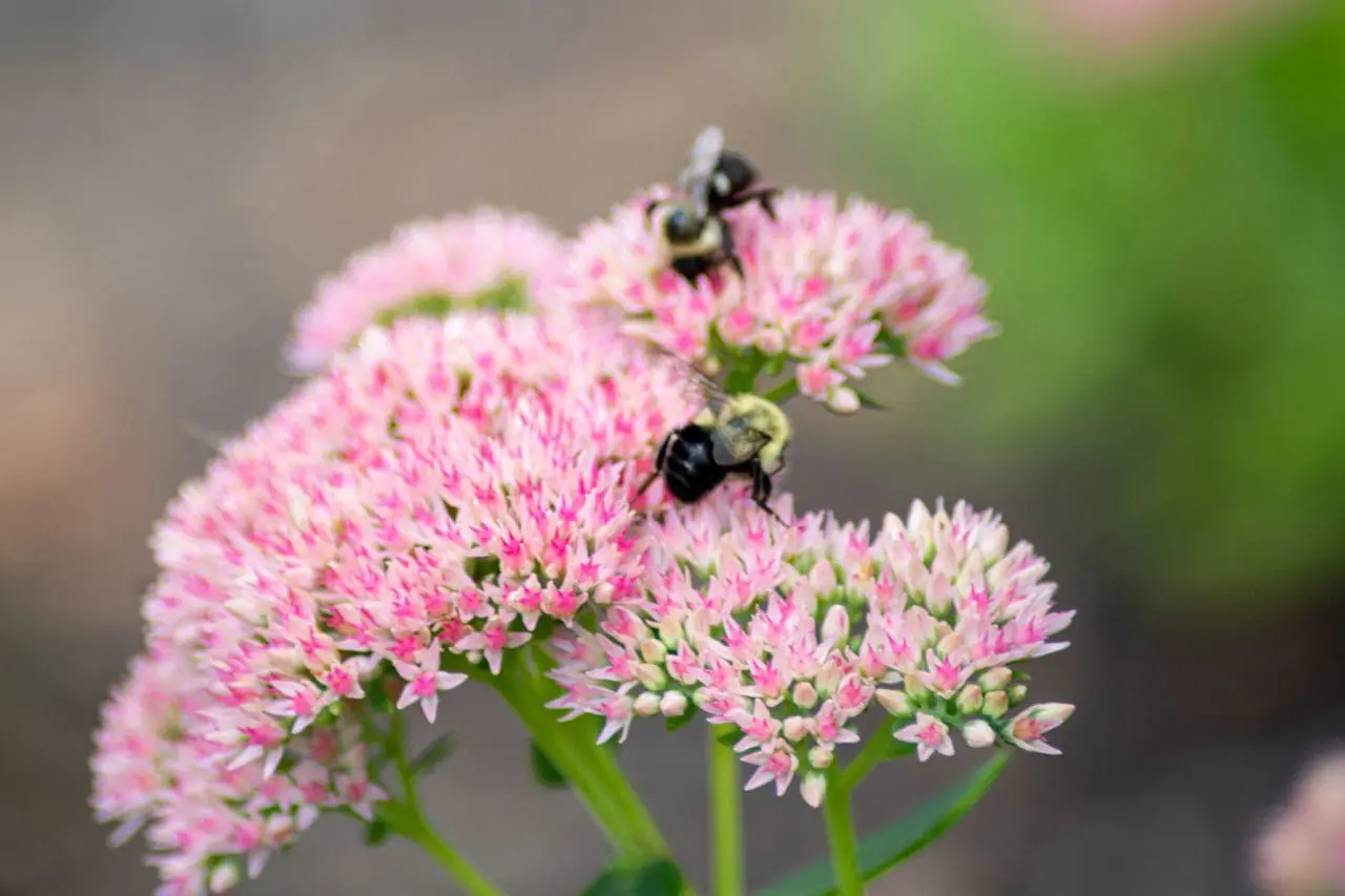 Sedum brings soft pink and muted red tones to the fall garden, adding lasting color and structure as surrounding perennials begin to fade.