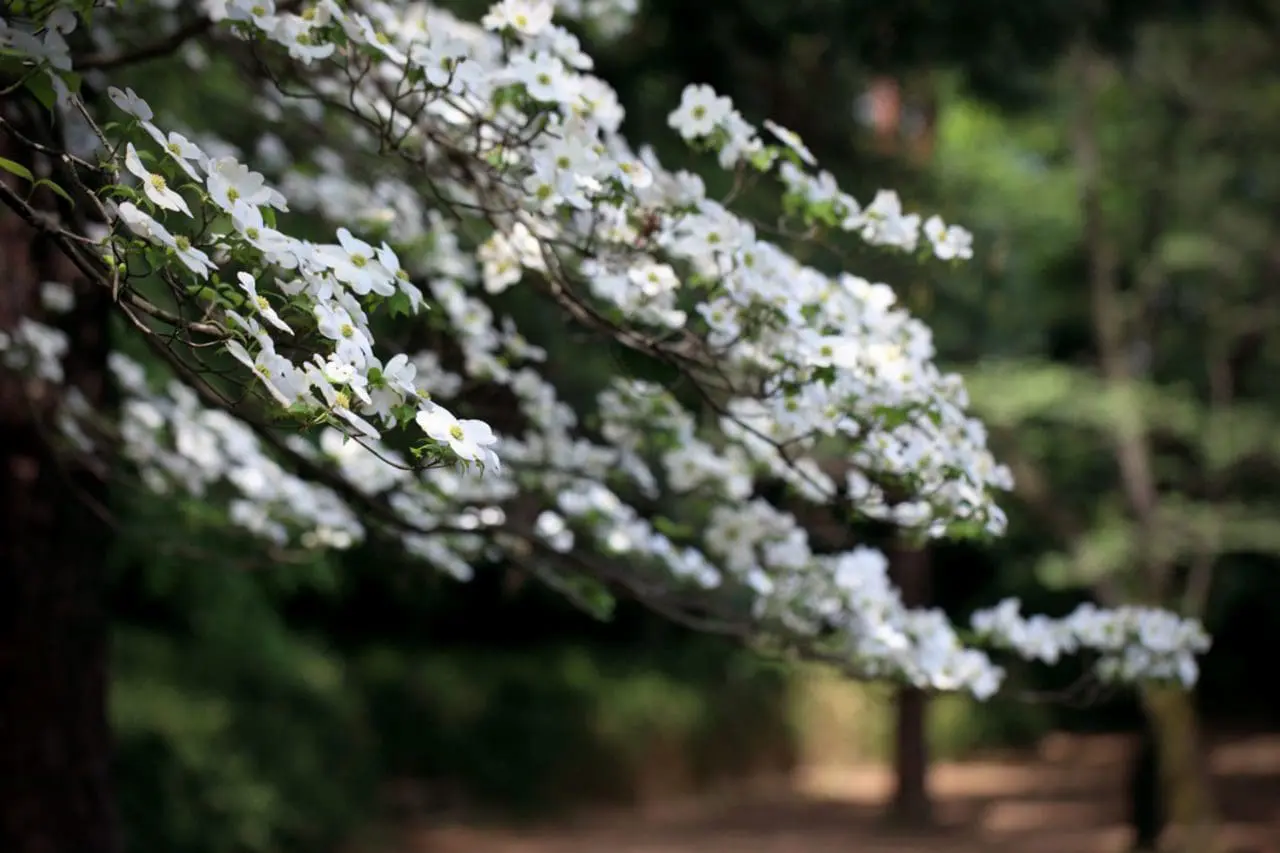 A flowering dogwood stretches across the garden in a cloud of crisp white blooms, bringing graceful structure and a luminous spring accent.