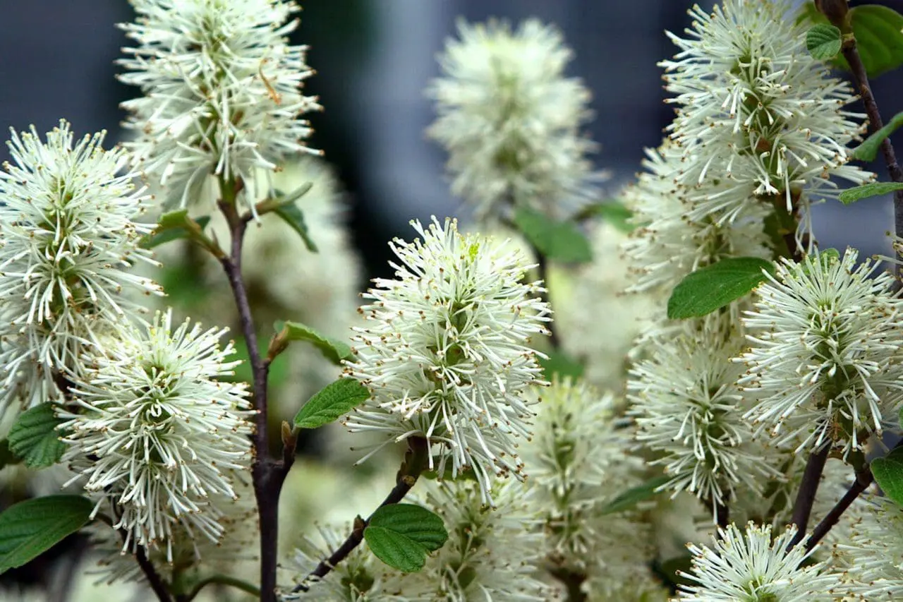 Fothergilla ‘Blue Shadow’ shows off distinctive blue-green foliage with a soft, matte finish, adding cool color and texture to the garden.