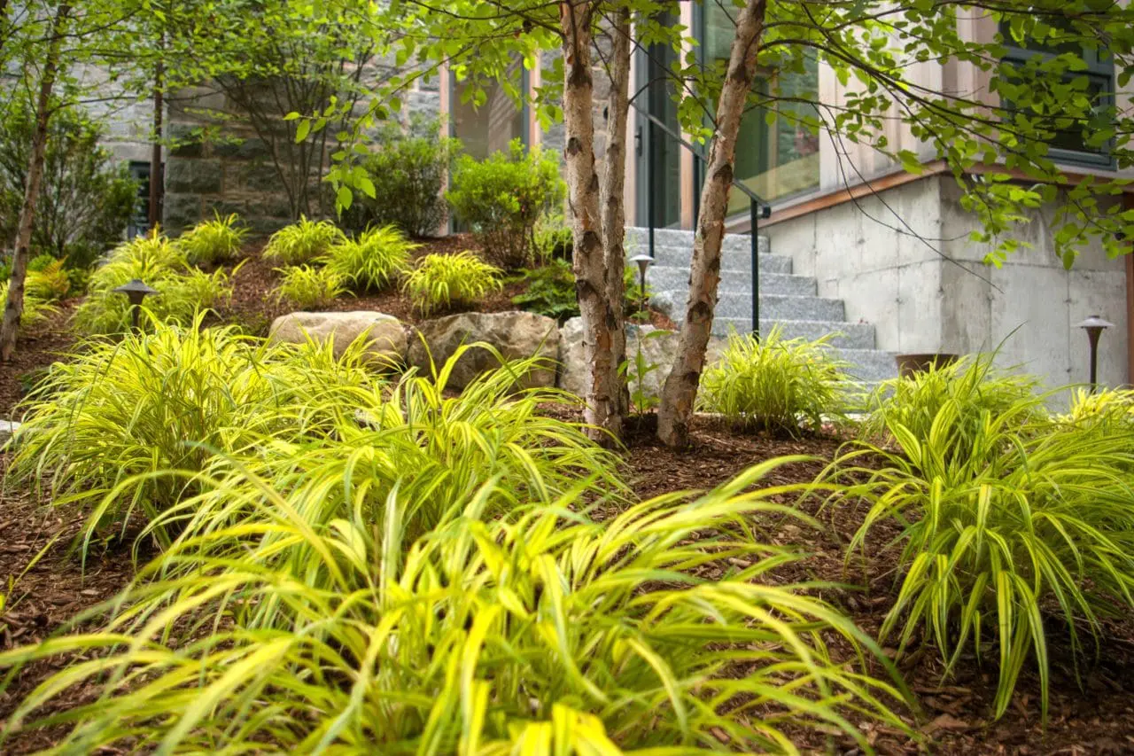 Spaced Hakonechloa grass allows for growth and spreading, which will eventually keep weeds at a minimum.