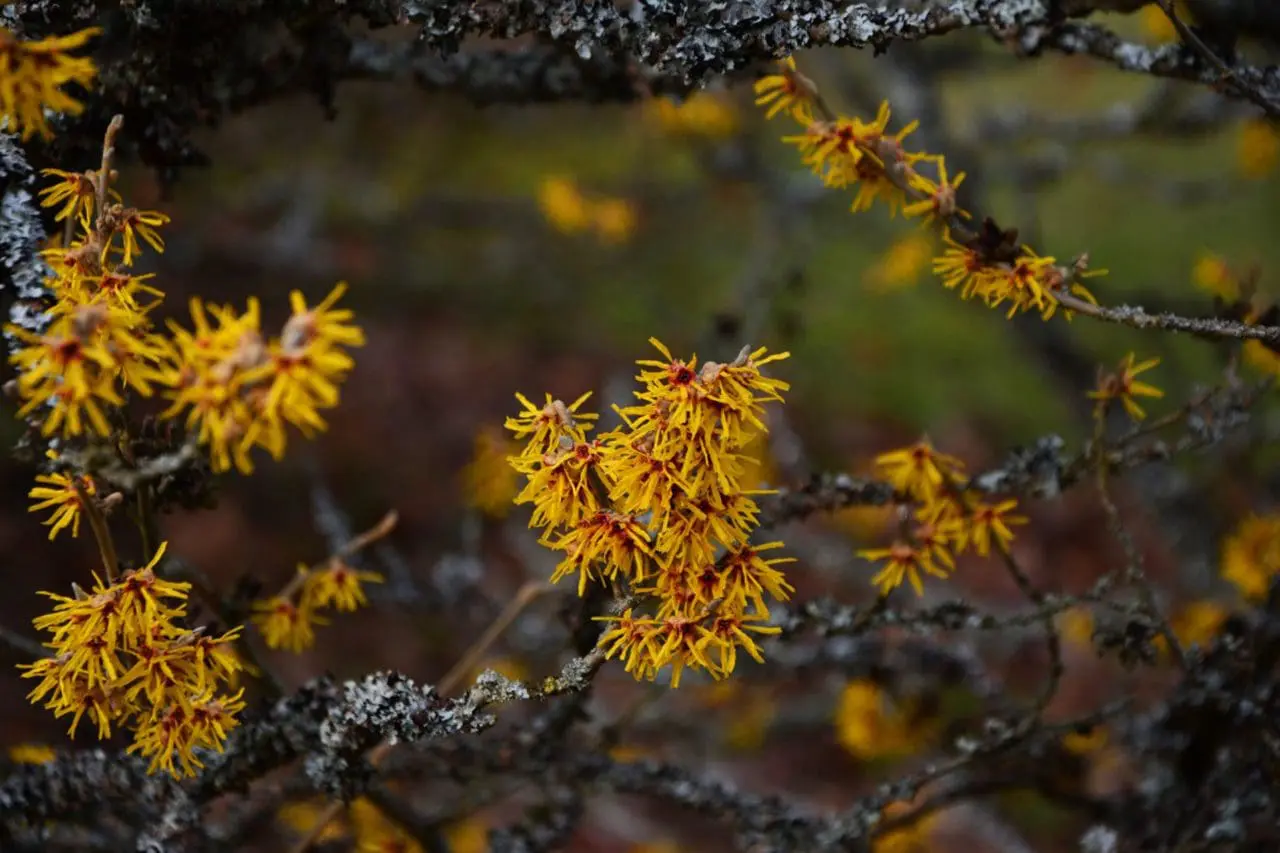 Witch hazel (Hamamelis × intermedia) brightens the branches with spidery yellow blooms, each flower made up of narrow, curling petals that create a lively, textured display.