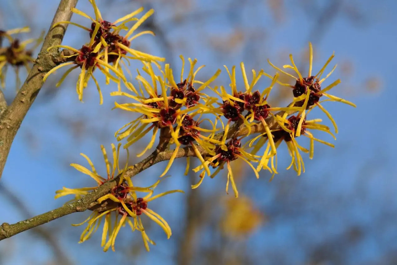 Witch hazel (Hamamelis × intermedia) stands out with narrow golden petals that curl and twist around reddish centers, giving each bloom a delicate, almost fringed appearance.