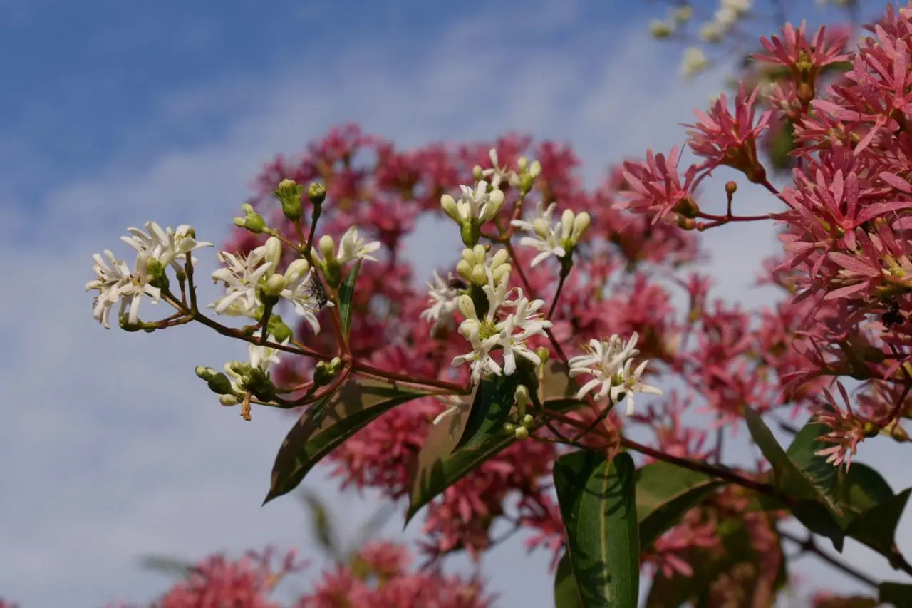 Seven-son flower (Heptacodium miconioides) produces airy clusters of fragrant white blooms in late summer, followed by colorful rose-red calyces that extend the display into fall.