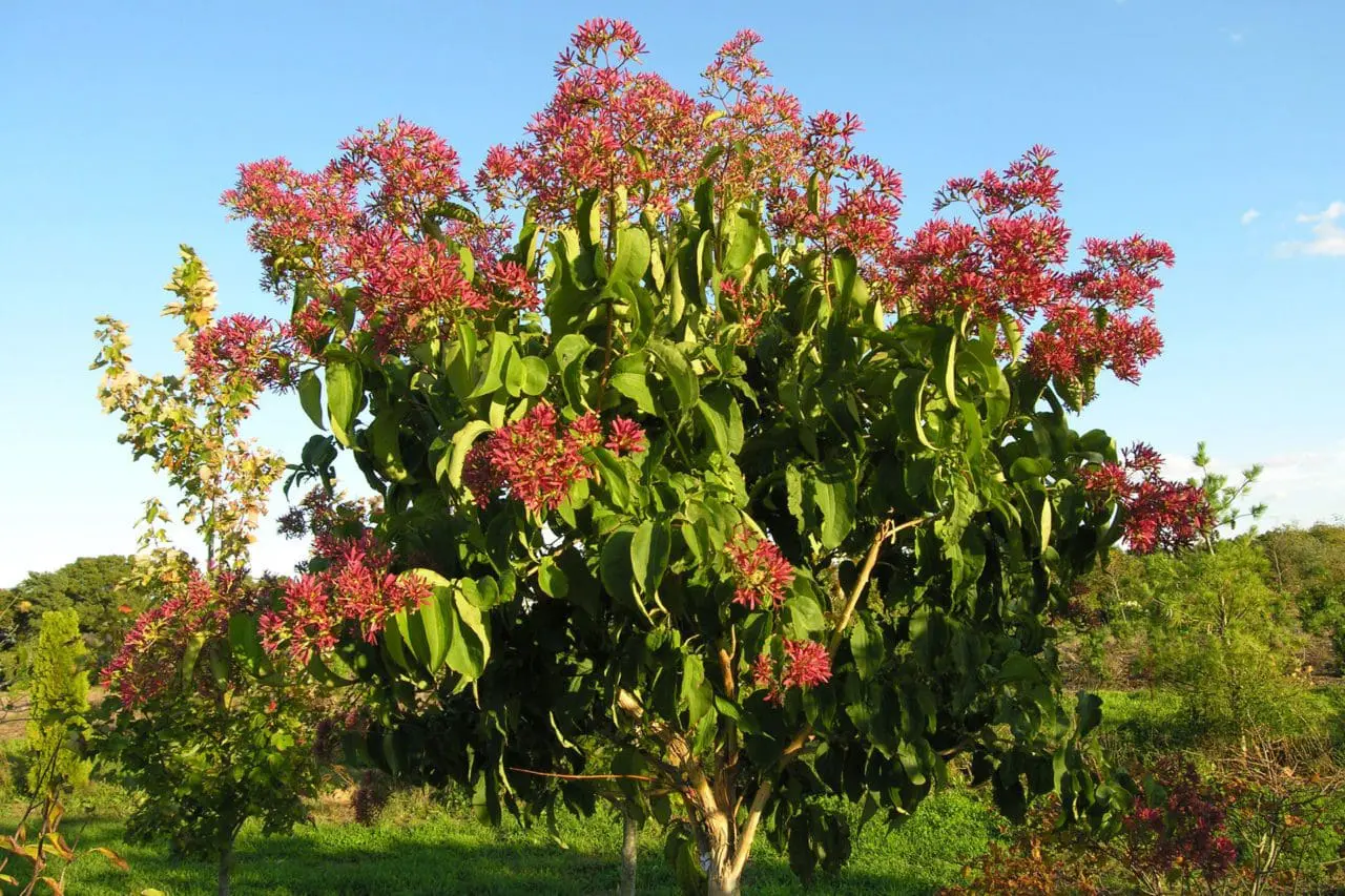 Seven-son flower (Heptacodium miconioides) lights up with vivid rose-red calyces above glossy green foliage, creating a striking display as summer gives way to fall.