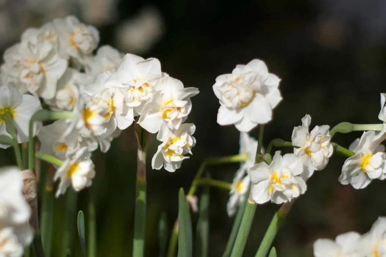 Cheerfulness’ is a double daffodil that blooms early and has wonderful fragrant double flowers.