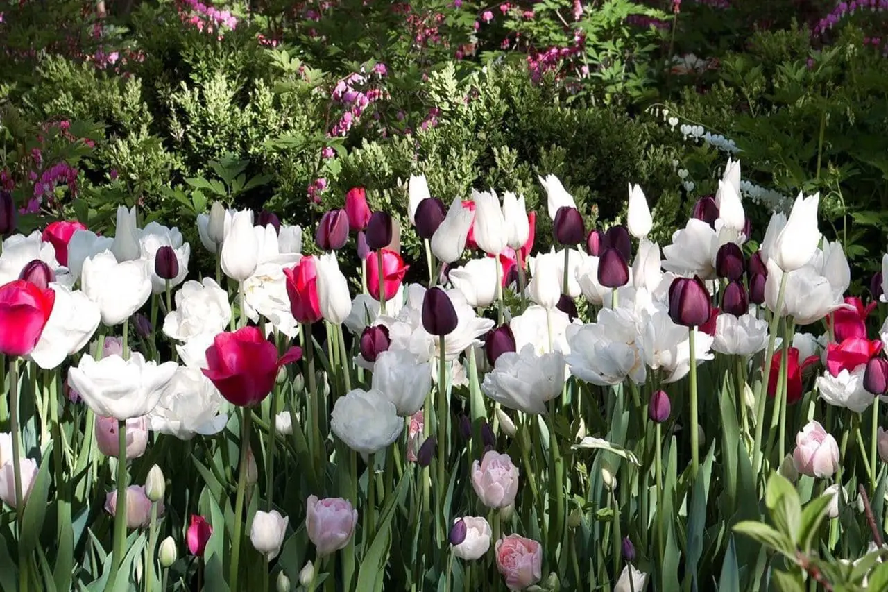 A mixed tulip display provides variation of sizes, styles and bloom time.