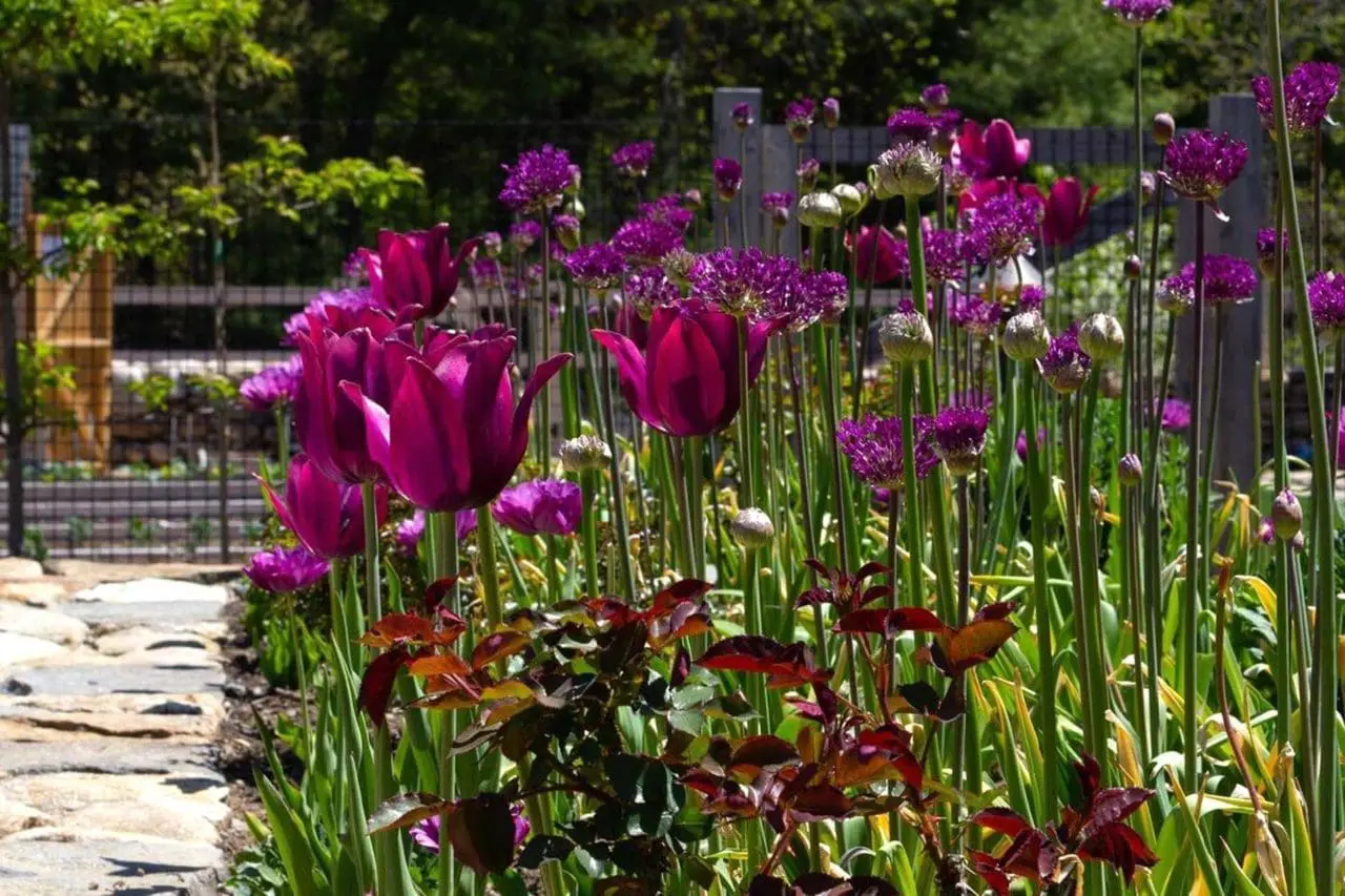 Tulips and Allium - The late blooming allium looks fantastic and complements the purple tulip in this garden.