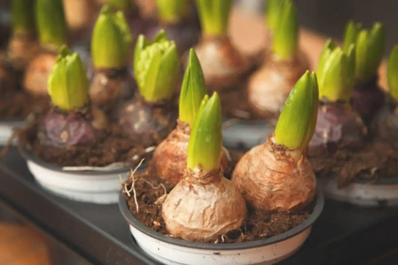 A colorful mix of spring-flowering bulbs creates a layered display of tulips and other blooms, showing how thoughtful bulb planning can extend seasonal color through the garden.