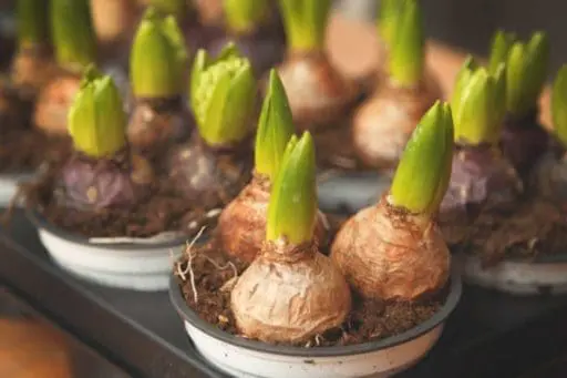 A colorful mix of spring-flowering bulbs creates a layered display of tulips and other blooms, showing how thoughtful bulb planning can extend seasonal color through the garden.