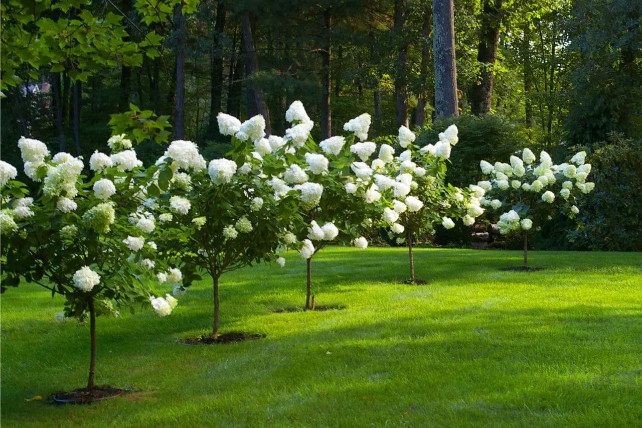 Hydrangea blooms open in soft pink and lavender tones, forming rounded flower heads that bring lush summer color to the garden.