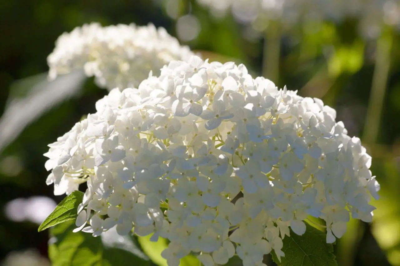 Hydrangea blooms spill across the garden in soft shades of pink and blue, creating a lush, layered display of summer color.