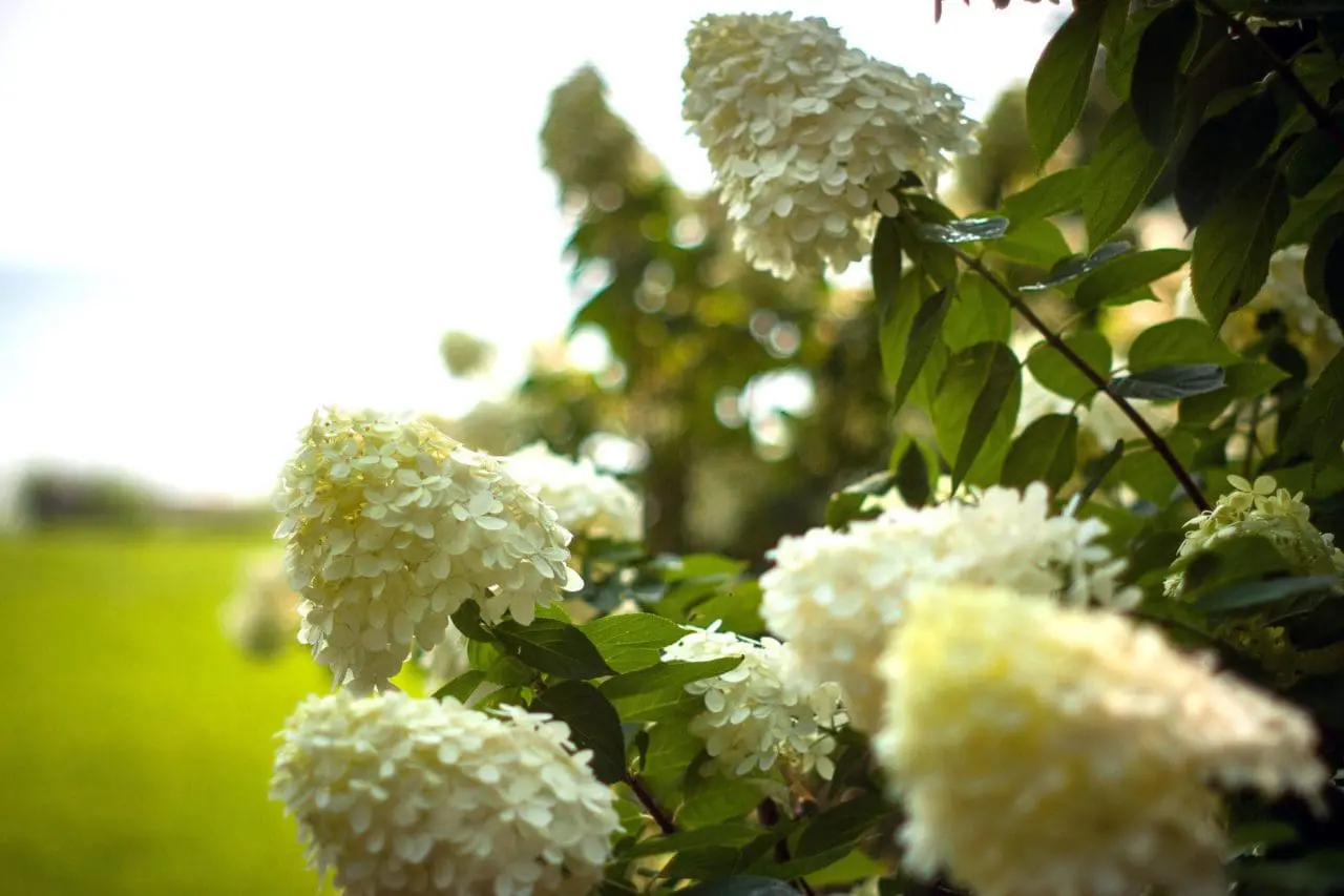 Hydrangea blooms form generous clusters of soft color, creating a lush, romantic presence in the garden.