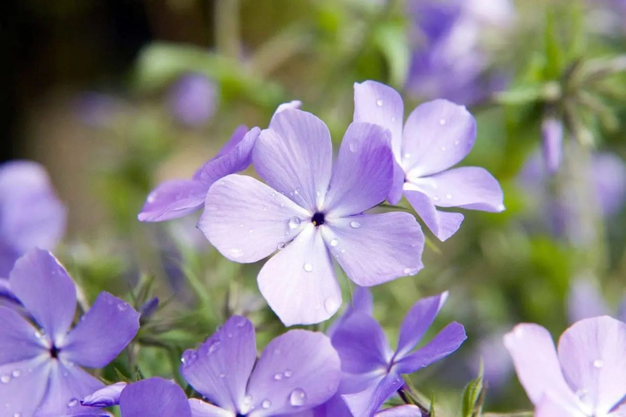 Woodland Phlox will spread, so an area of the garden that can be left to be colonized will suit this perennial best.