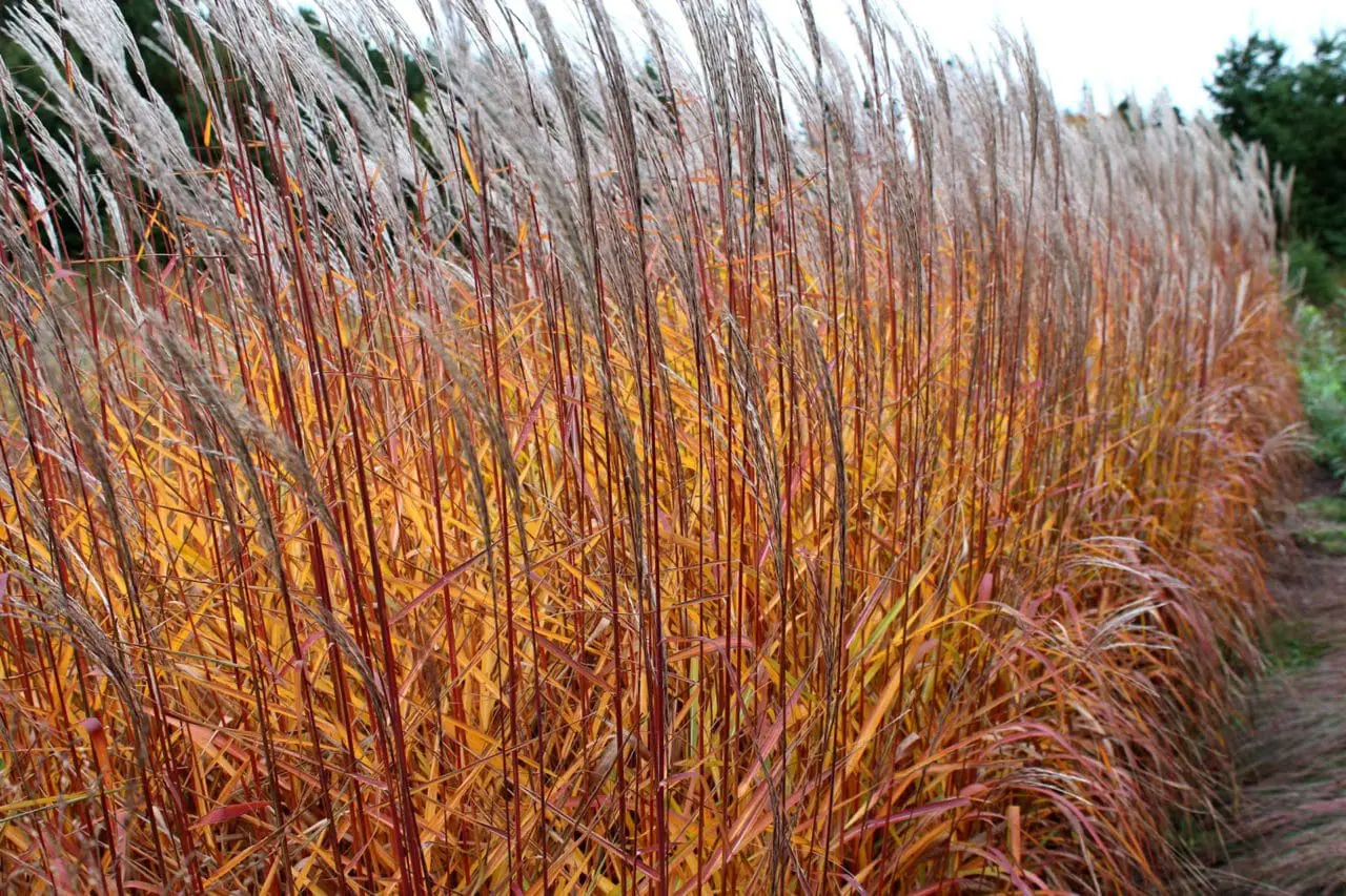 Ornamental Grass Miscanthus 'Purpurascens'