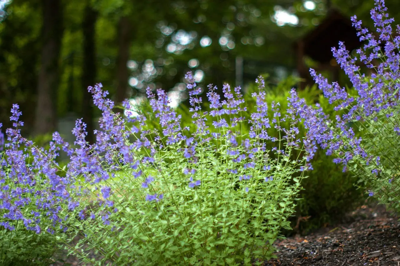 Nepeta "Walkers Low" will quickly fill in an area, flower for most of the summer, and is drought tolerant once established.