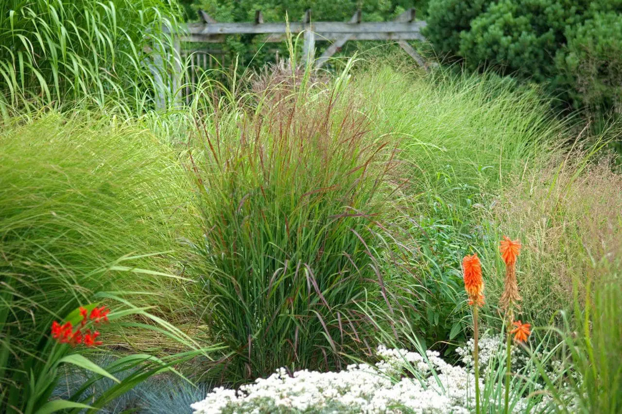 Ornamental Grass Panicum 'Cloud Nine'