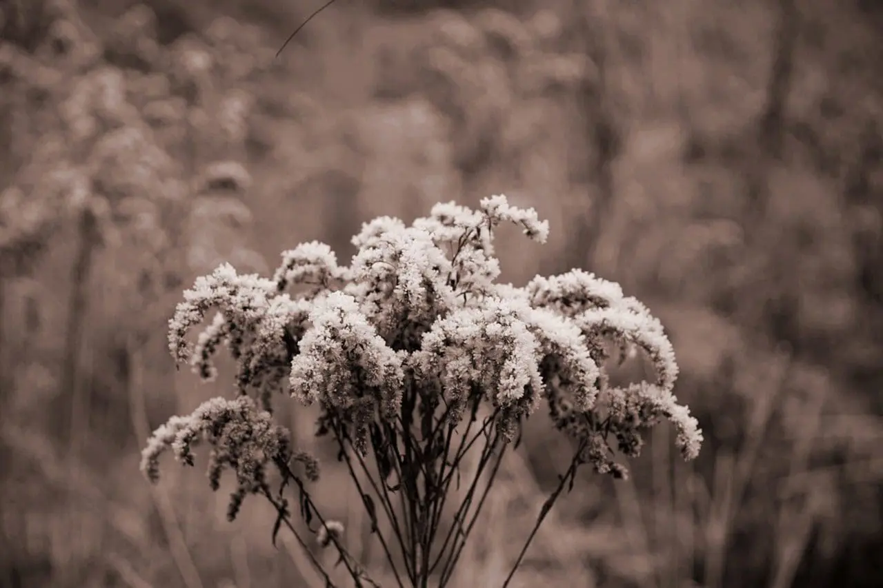 Ice crystals frosting the inflorescence of ornamental grass.