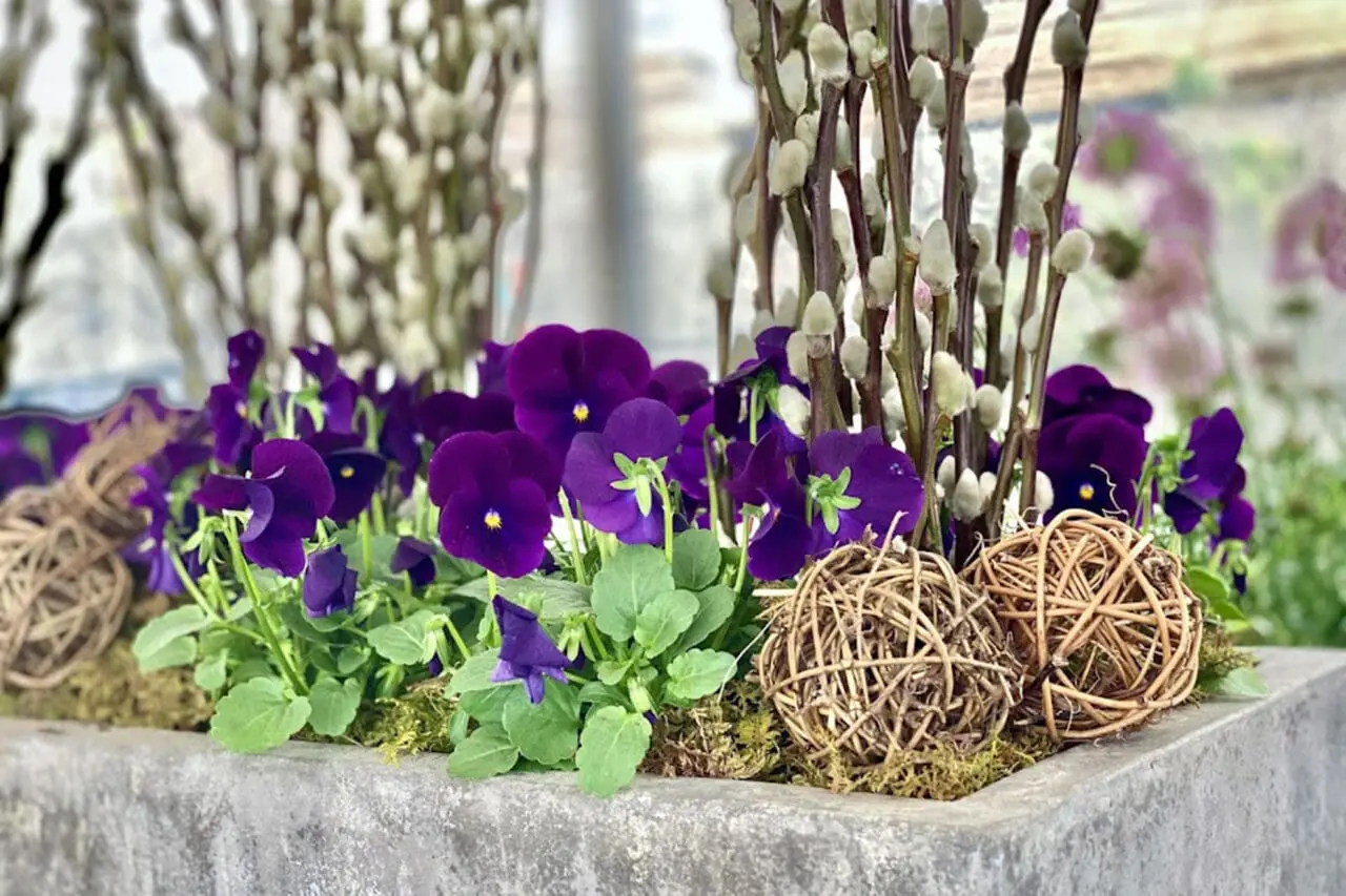 A stone trough planter features early spring pansies and pussy willow, offering a low, linear accent that’s easy to refresh as the season advances.