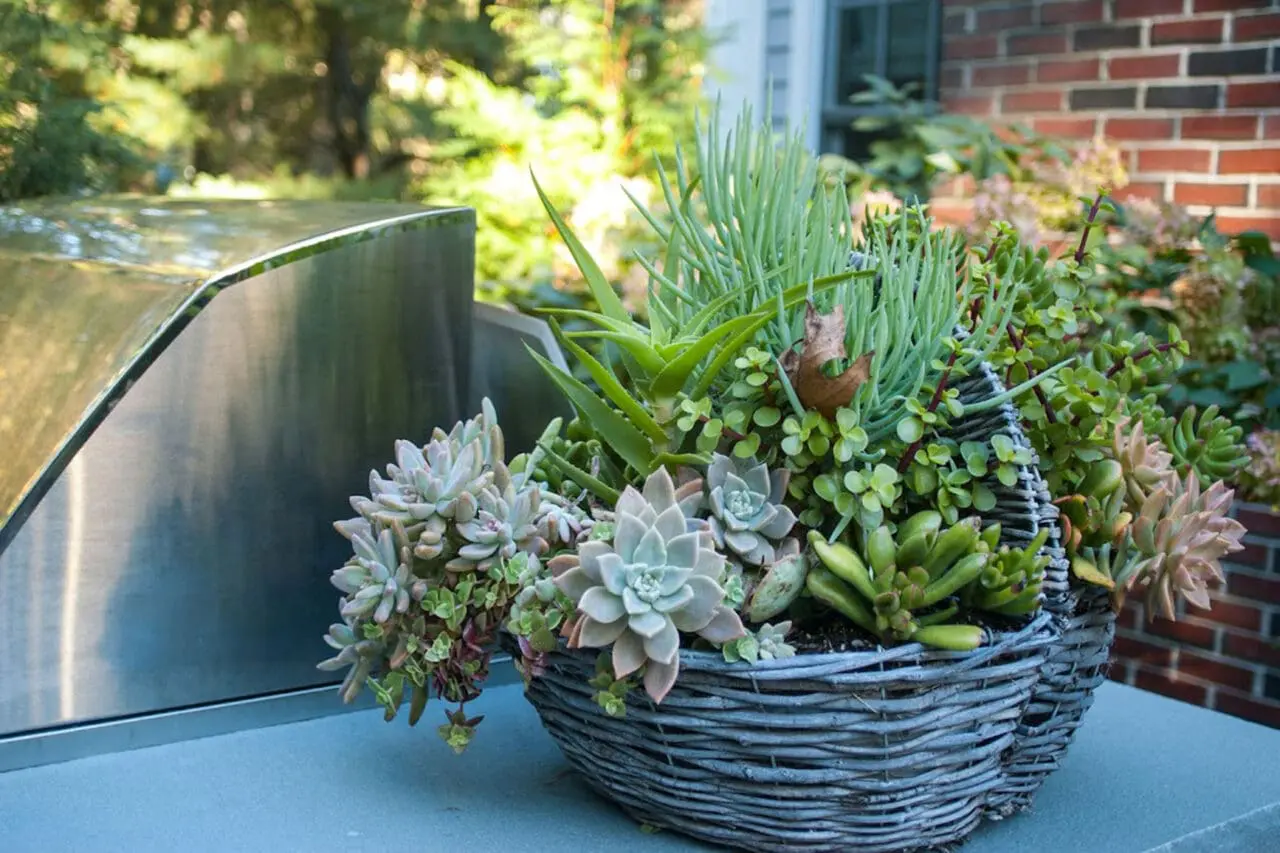 A woven basket-style container adds relaxed texture to an outdoor cooking area, planted with summer succulents that thrive with minimal water and offer flexible, low-maintenance seasonal interest.
