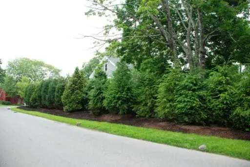 Arborvitae screening along the roadway reduces traffic views and noise while creating a calmer, more enclosed yard.