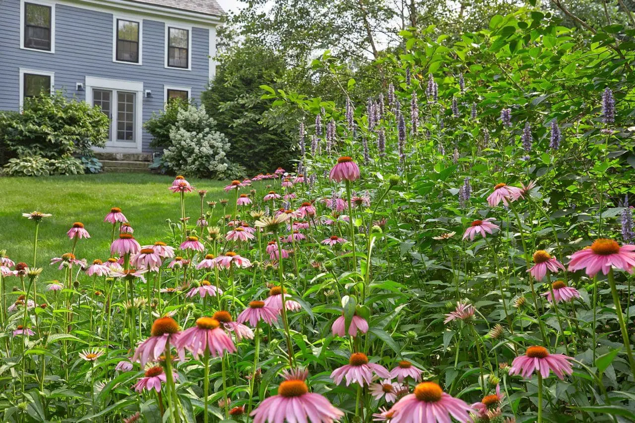 Wayland, MA - A border of garden beds line the riverfront, creating a border for the owner's several dogs. Photo: Charles Mayer