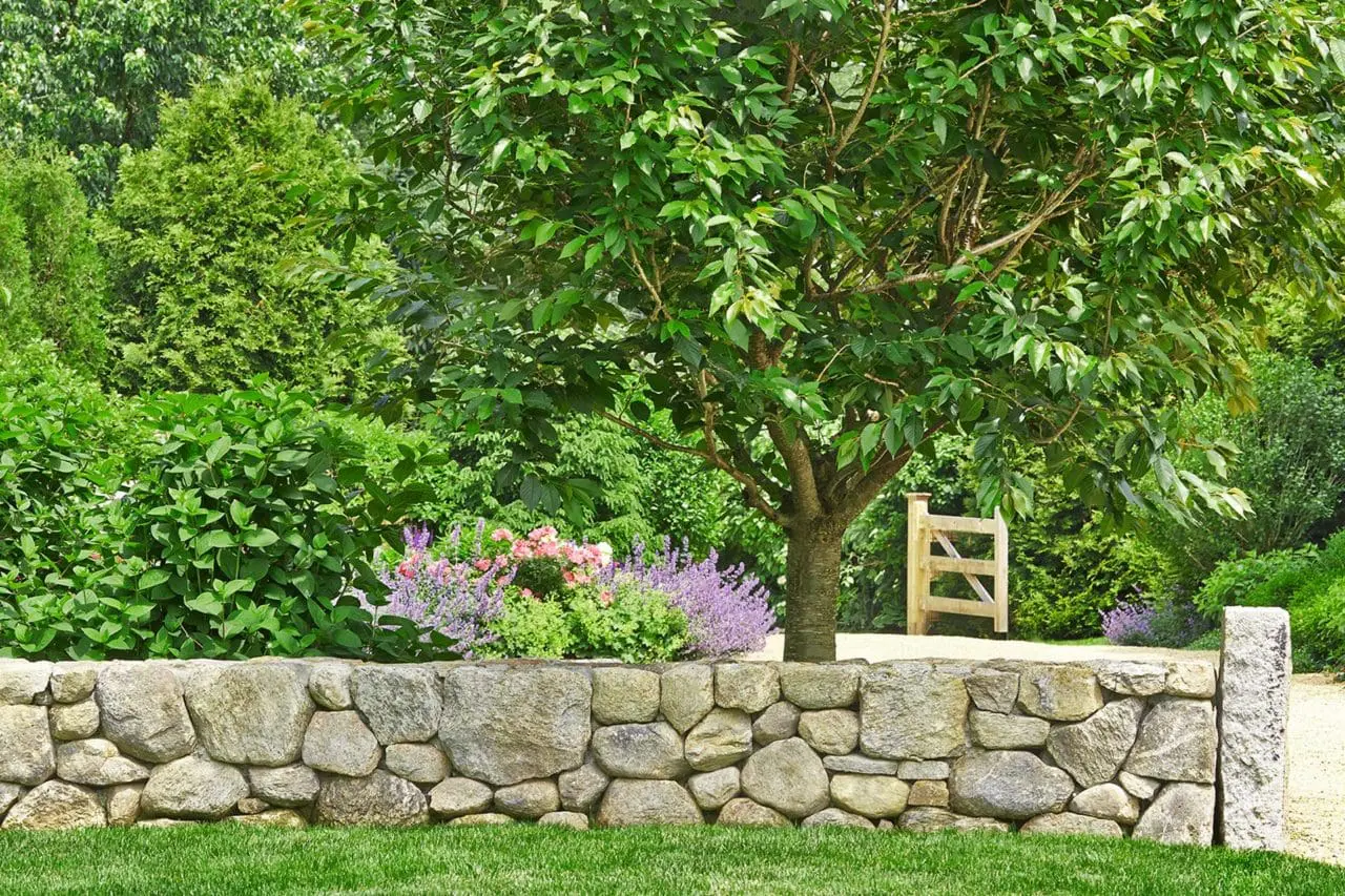Wayland, MA - Stone walls throughout the property help define and separate the outdoor rooms. Photo: Charles Mayer