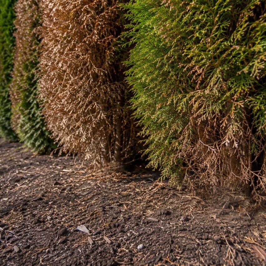 Wellesley, MA - Browning and thinning near the base of these arborvitae reveal significant foliage loss, with limited potential for older bare wood to fill back in.