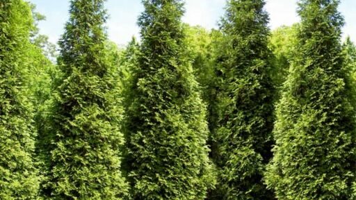 Mature arborvitae trees creating a lush evergreen privacy screen in a thoughtfully designed New England residential landscape.