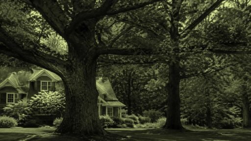Lincoln, MA - A mature oak tree adds timeless beauty and character to a classic New England landscape.