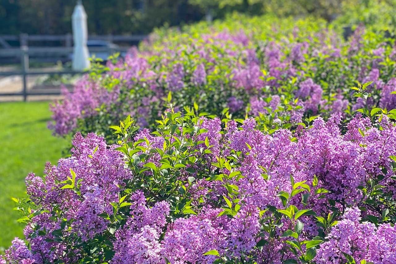 Blooming lilac hedge in Sudbury, Massachusetts, creating a dense seasonal privacy screen with abundant purple flowers.