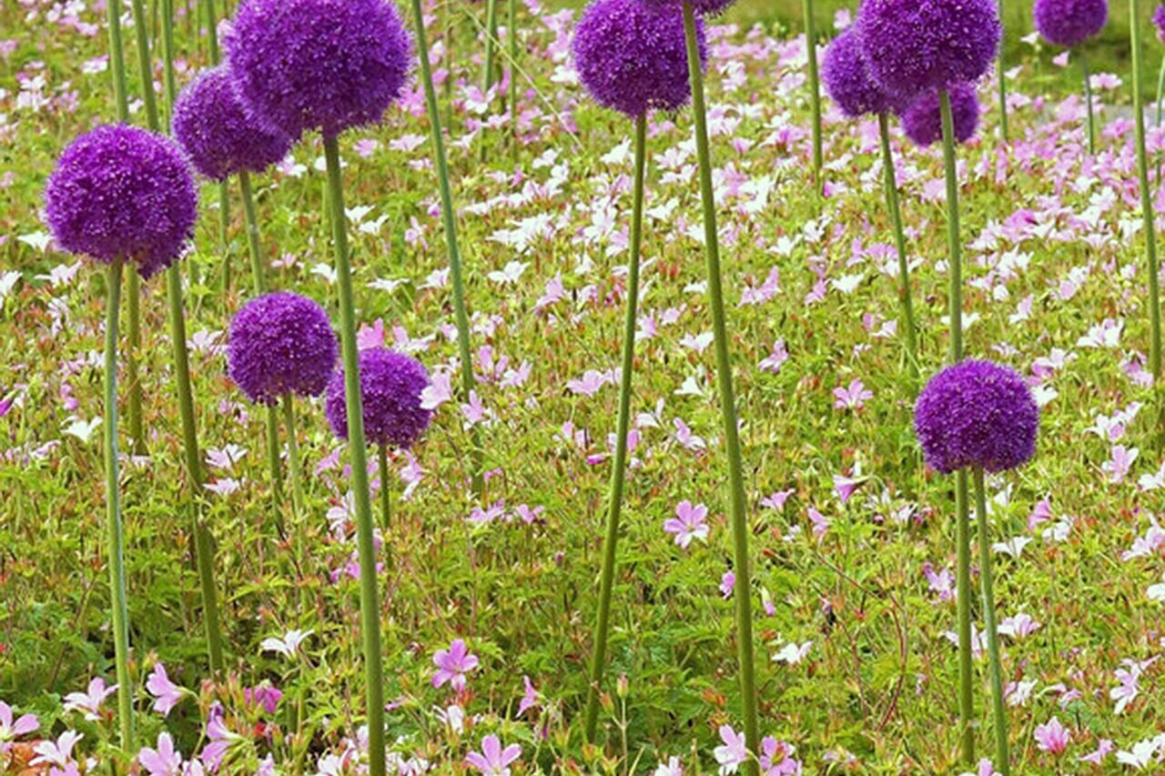 Purple allium blooms rise above fresh green foliage, adding strong form and color to a drought-tolerant planting.