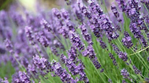 A broad sweep of English lavender softens the garden edge with purple flowers and silvery foliage, especially effective in hot, sunny areas.